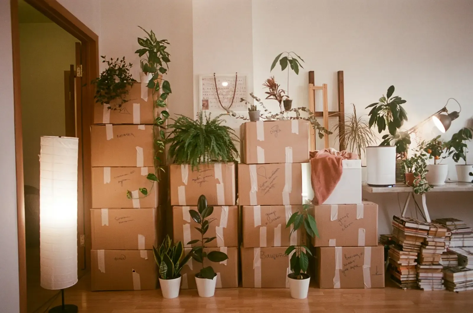A sunny room with packed moving boxes and plants